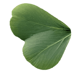 Clover