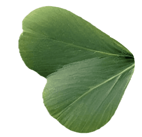 Clover