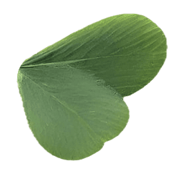 Clover
