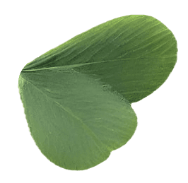 Clover