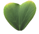 Clover
