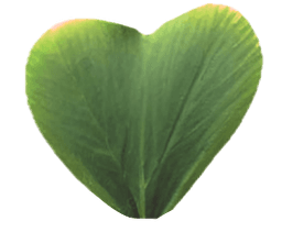 Clover